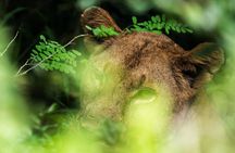 From Zanzibar: Selous Game Reserve Day Safari with Flights
