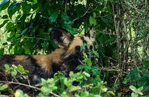 From Zanzibar: Selous Game Reserve Day Safari with Flights