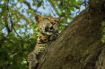From Zanzibar: Mikumi Safari Day Trip with Flights and Meal