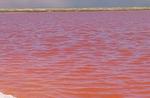 Seal Kayaking at Pelican Point from Walvis Bay 