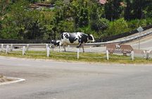 Kinabalu Park And Poring Hot Spring Private Day Tour