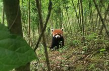 Unique One-Day Tour: Interactive Experience with Red Pandas