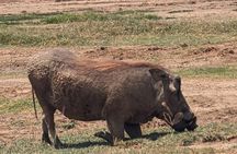 5 day Amboseli, Tsavo east and west expedition 