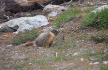 Yosemite’s High Country Adaptive Tour