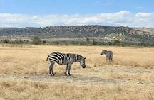 Akagera National Park 1 day Safari Experience