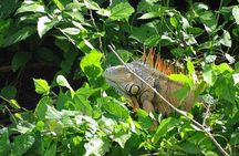 Mayan World Adventure Combo Zipline, Tubing and Wildlife Safari