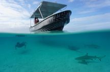 Private Lagoon Exploration and Snorkeling in Moorea