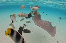 Private Lagoon Exploration and Snorkeling in Moorea