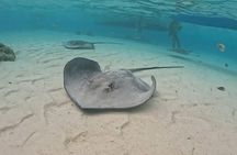 Private Lagoon Exploration and Snorkeling in Moorea
