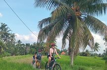 Ubud : Kintamani Downhill Cycling Tour with Lunch