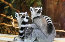 Pafos Zoo Visit & Blue Lagoon Cruise with Local Guide from Paphos