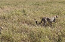 5-Days Witnessing the Nature's Greatest Migration in Serengeti