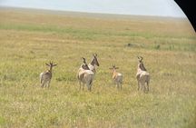 7 Days in the Wild - Serengeti’s Epic Wildebeest Migration Safari