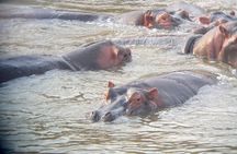 7 Days in the Wild - Serengeti’s Epic Wildebeest Migration Safari