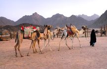 Hurghada Sunset Desert Experience, Bedouin Village & Mandi Dinner
