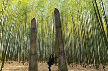 1 Day Private Busan Guided Tour