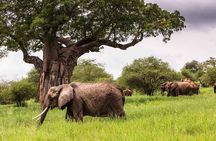 Tarangire Serengeti and Ngorongoro 4-Day Tanzania Tour 