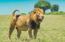 Tarangire Serengeti and Ngorongoro 4-Day Tanzania Tour 