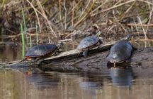Ottawa Ecological Reserve Kayak Tour with TURTLE Sightings