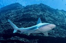 Kauai's Exclusive Morning Scuba Charter for Experienced Divers
