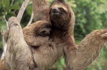 Safari Float +Fortuna Waterfall +Lunch +Arenal Vol. Hike +Baldí.