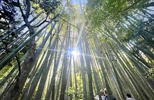 Day Trip to Kamakura & Enoshima: Shrines, Seaside, Temples & Tea