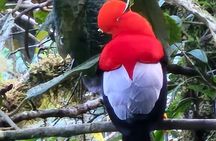 2 Day Mindo Cloud Forest Birdwatching Tour from Quito