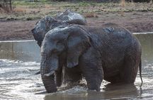 Pilanesberg National Park - Day Tours & Multiple Days