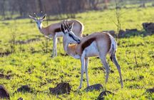 Pilanesberg National Park - Day Tours & Multiple Days