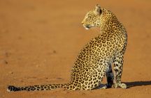 Pilanesberg National Park - Day Tours & Multiple Days
