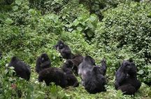 3-Day Climax Guided Gorilla Trekking Mist and Batwa Safari