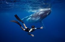  Swim with Whales in Gold Coast