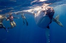  Swim with Whales in Gold Coast
