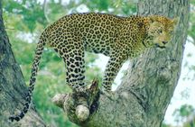 4 Day Bagamoyo and Saadani National Park Safari Tour