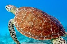 Turtles Guaranteed! Fuel Price Included. Smooth, Comfortable Ride