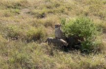 5-Days Witnessing the Nature's Greatest Migration in Serengeti