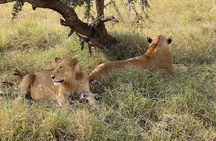 5-Days Witnessing the Nature's Greatest Migration in Serengeti