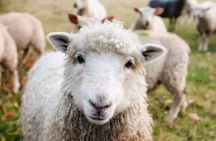 Private Day Trips from Dublin - Sheep Dog Demo & Glendalough
