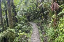El Yunque Rainforest Hike with Transport from San Juan