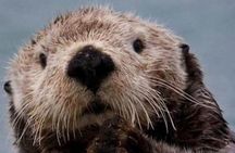 Small Group Boat Tour of Sitka