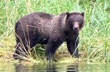 Small Group Boat Tour of Sitka