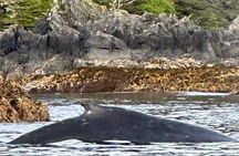 Small Group Boat Tour of Sitka