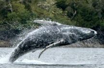 Small Group Boat Tour of Sitka
