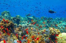 Shared Snorkeling Experience in Kwale Island