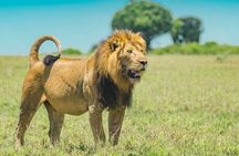 Nairobi National Park, Elephant Orphange and Girrafe Center