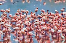 3 Day Tanzania Safari Exploring Manyara Ngorongoro and Tarangire