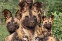 3 Day Tanzania Safari Exploring Manyara Ngorongoro and Tarangire