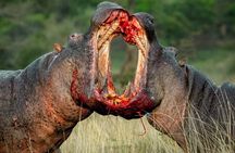 3 Day Tanzania Safari Exploring Manyara Ngorongoro and Tarangire