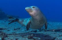 Try Scuba Diving in Kauai From a Boat for Non-Certified Divers