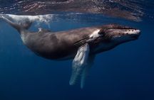 Kauai's Exclusive Morning Scuba Charter for Experienced Divers